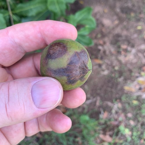 Disease & weed control Australian Tree Crop Magazine