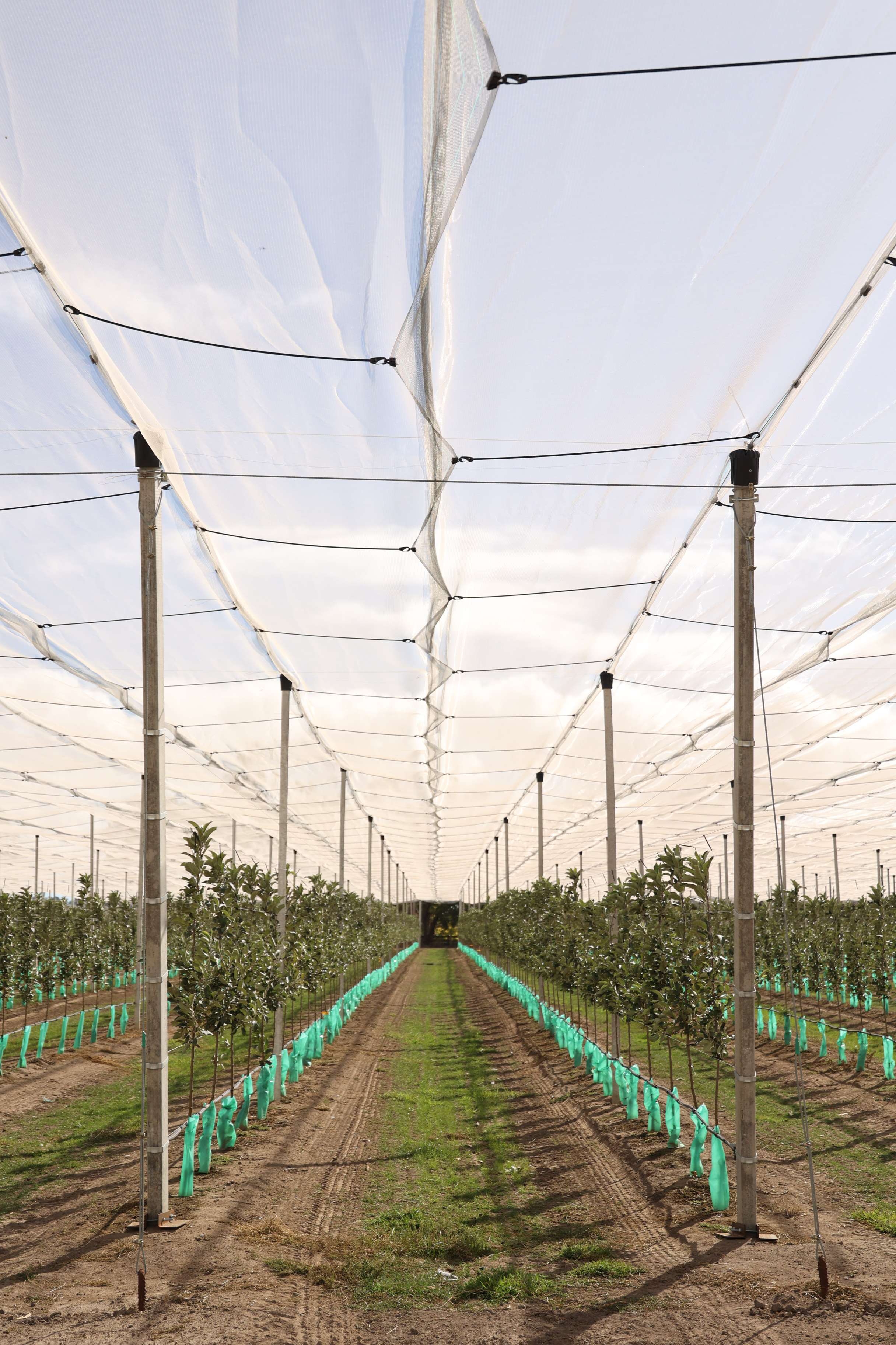 Smart orchard protection for a changing climate