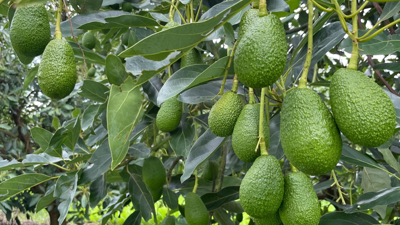 Grant to strengthen avo industry