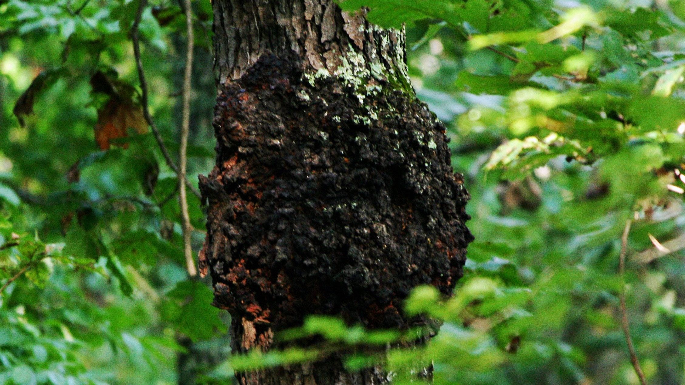 Pathogens and cherries