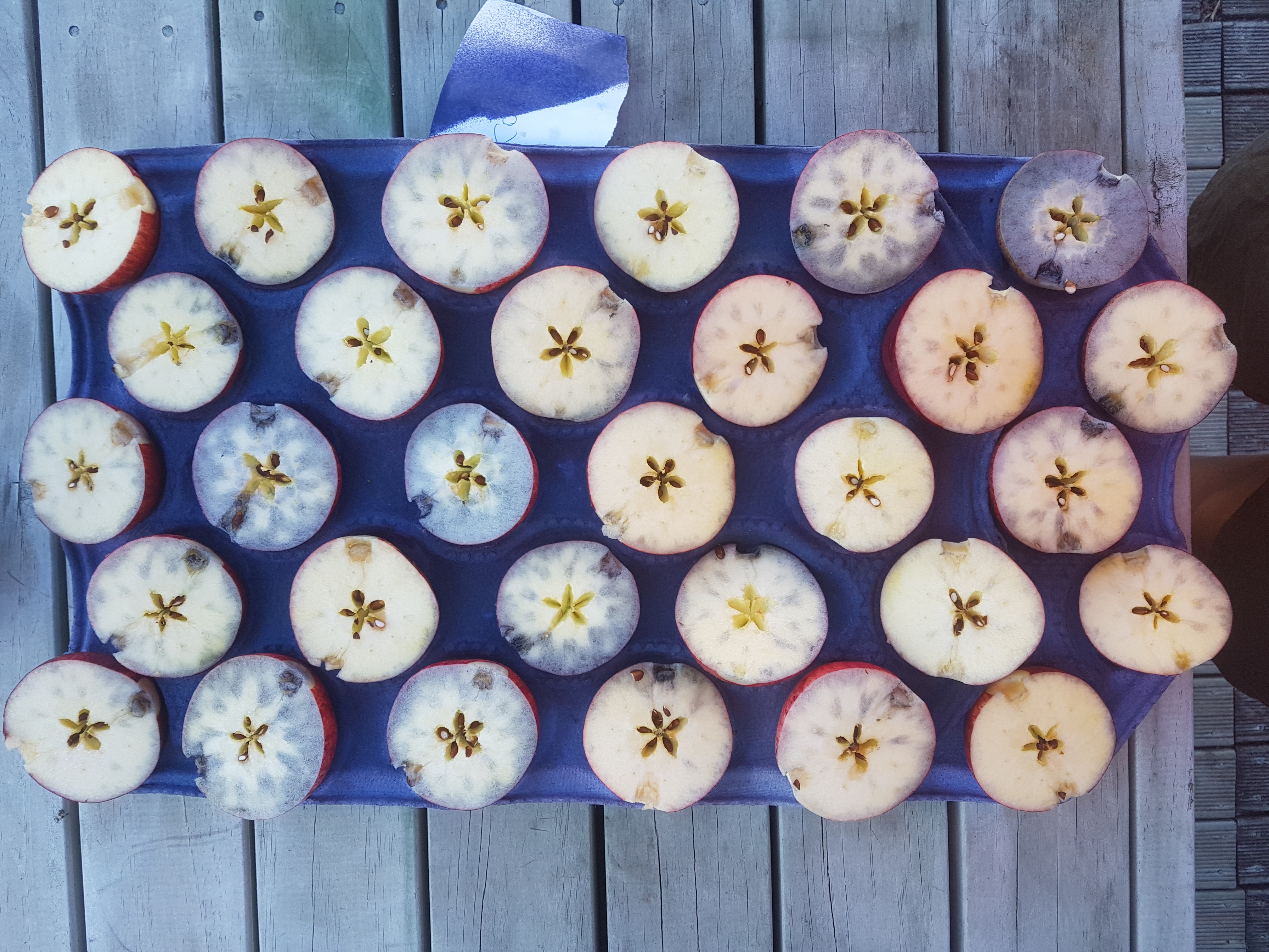 Manage fruit quality and harvesting logistics