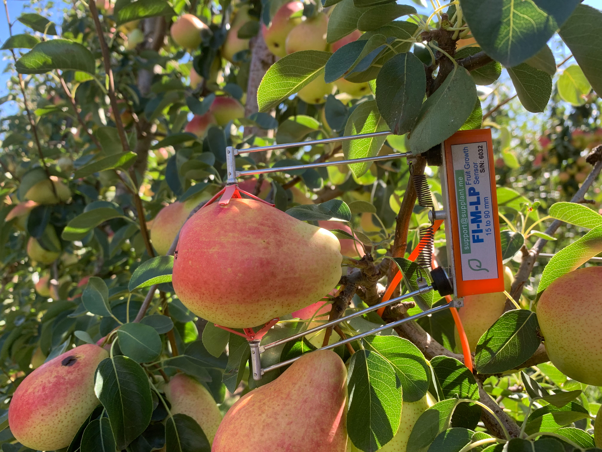 Water stress scenarios put to the test