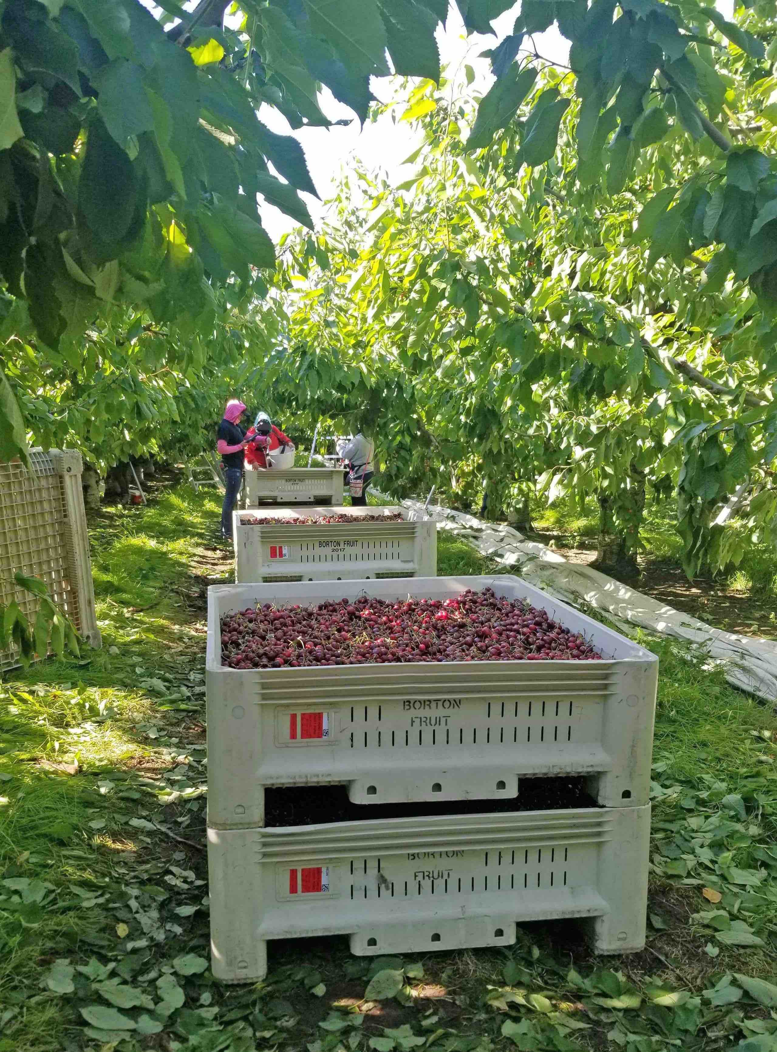 Mobile cherry sizing app delivers early size data