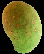 A fresh approach to mango scale management