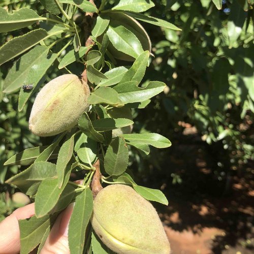 Disease & weed control Australian Tree Crop Magazine