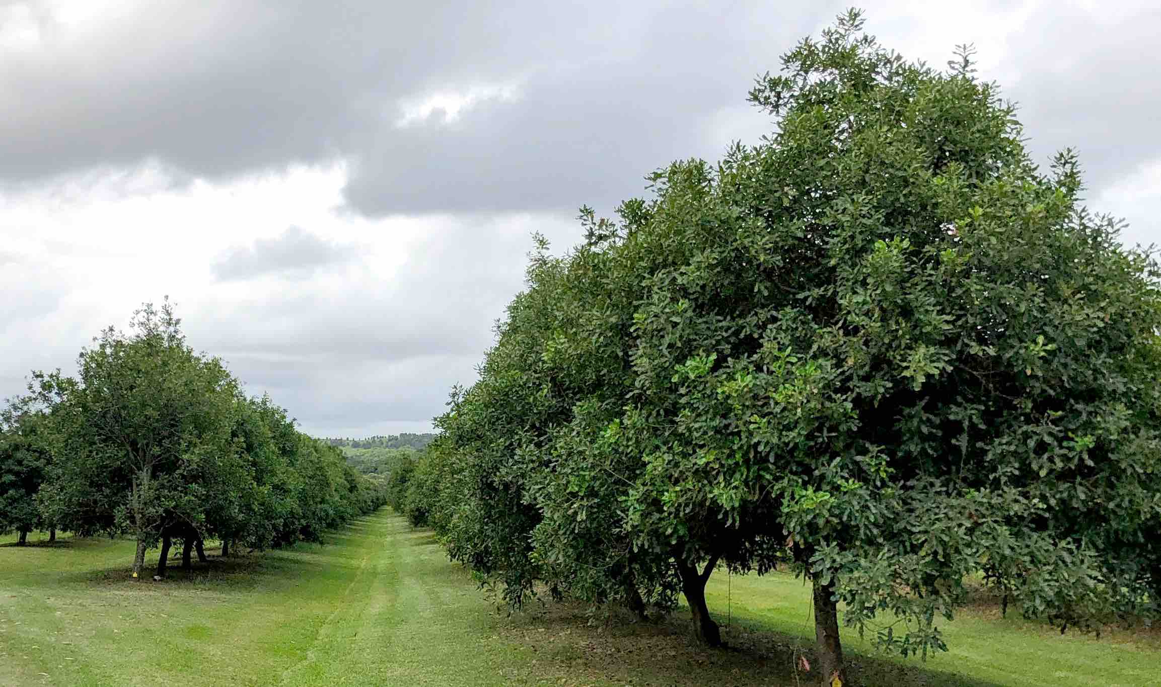 Using satellites to predict macadamia yields