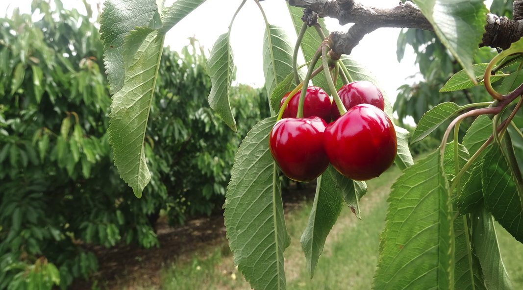 Feeding trees from the ground up to get establishment right