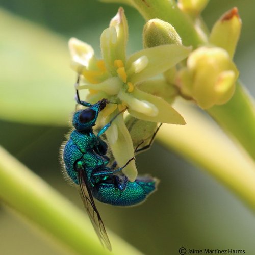 Getting the facts on pollination